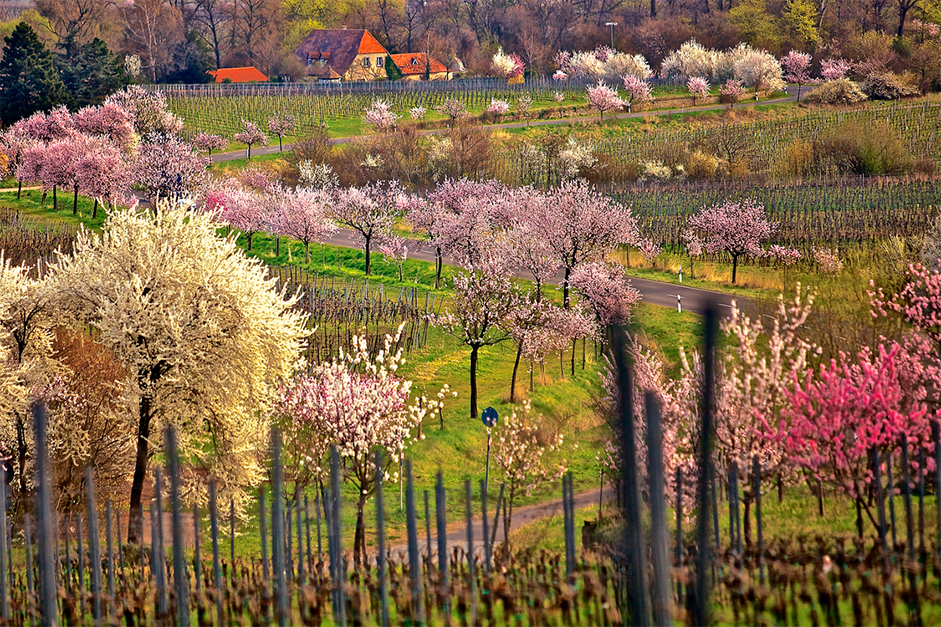 Gimmeldinger Mandelblüten