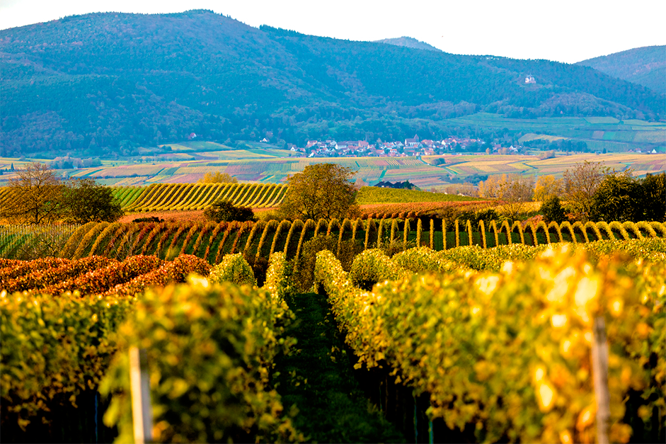 Weinberge in der Pfalz