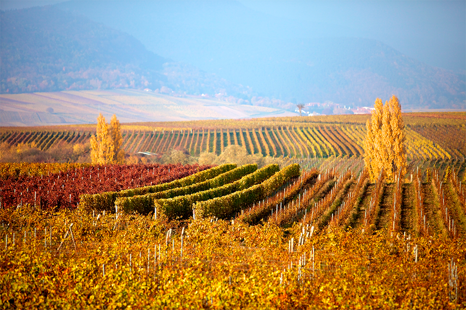 Pfälzer Weinberge im Herbst