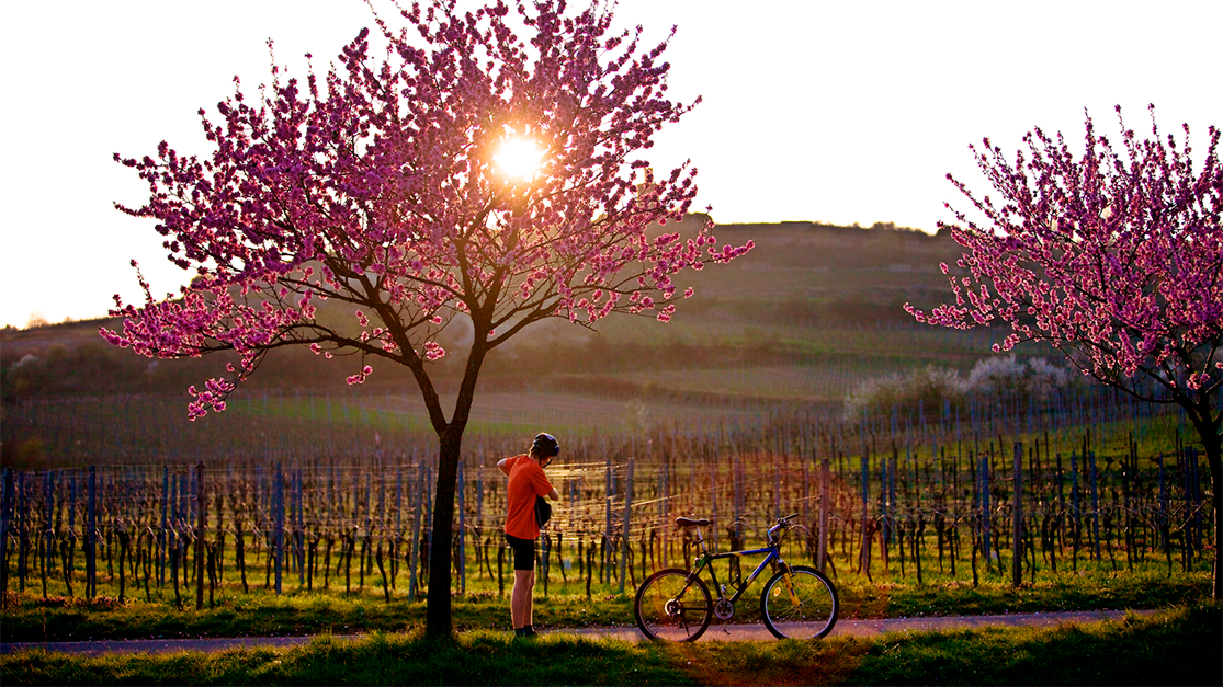 Fahrradtour durch die endlosen Weinberge